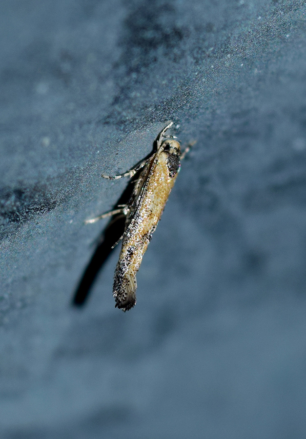 Coccidiphila danilevskyi - Cosmopterigidae